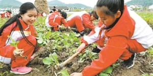 田间学习种油菜